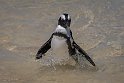147 Boulders Beach, Zuid-Afrika